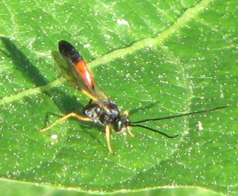 Ichneumonidae